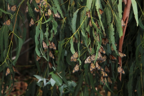 monarch butterflies roosting on green leaves