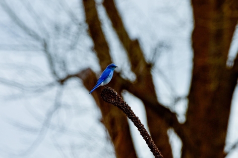 A mountain bluebird perched on a branch