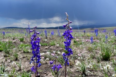 blue flowers coming up out of dirt with a cloudy sky