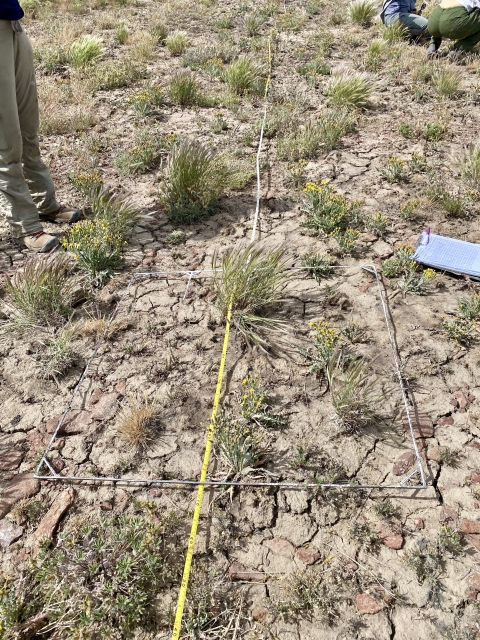 a metal square with a tape measure around plants and dirt