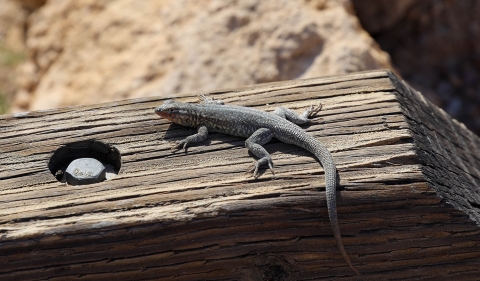 a small grey lizard resting on a piece of wood