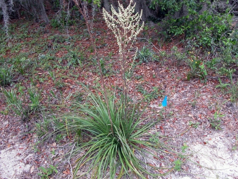Britton's beargrass is shown growing in leaf-littered ground. The clumped grass-like leaves spread out around a tall stock topped with small white flowers.