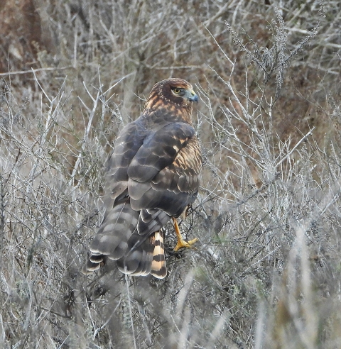 brown hawk in branches