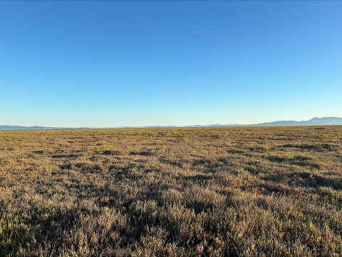 A landscape photo of brown plants under a blue sky