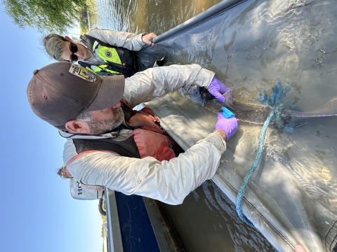 Two people with a large fish in a body of water