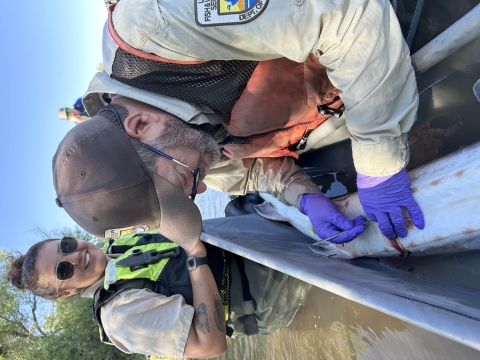 a person inserts a PIT tag into a large fish while someone watches