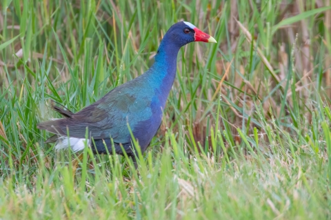 a purple gallinule stands in a wetland