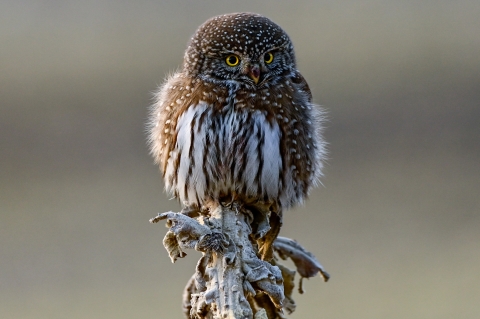A pygmy owl perched on a branch