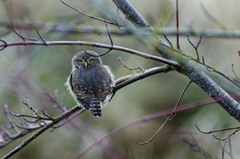 A pygmy owl perched on a branch
