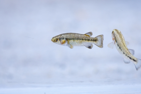 Two fish with a white background. The fish have a black stripe running down the body and a golden tinge.
