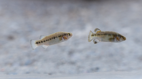 Two fish with a white background. The fish have a black stripe running down their body.