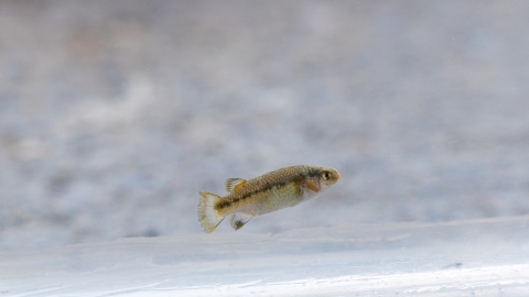A fish with a white background. The fish has a black stripe running down its body.
