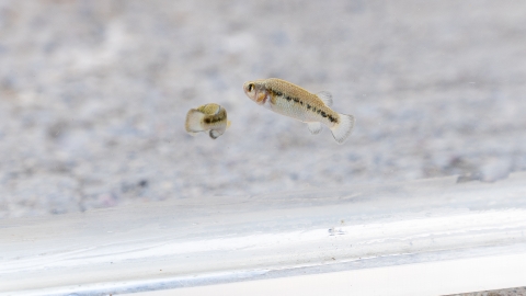 Two fish with a white background. The fish have a black stripe running down their bodies.