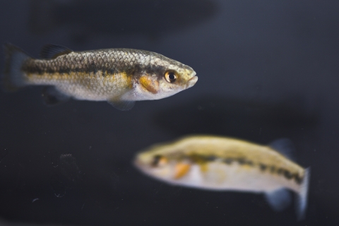 Two small fish with a black background. The fish have a black line that runs down the body with the top of the fish having a darker shiny olive color on top and a white bottom.