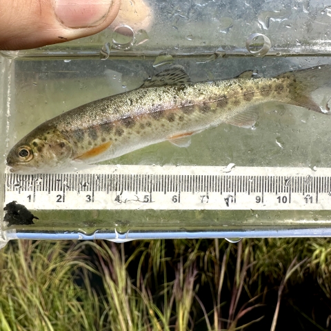 a spotted trout with pink highlights in a viewing container with grass in the background