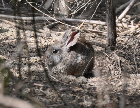 A brown riparian brush rabbit