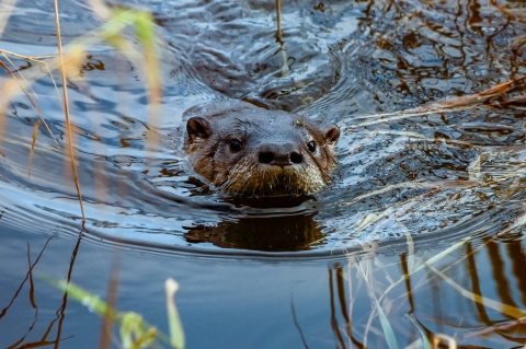 A river otter pokes its head above water as it swims