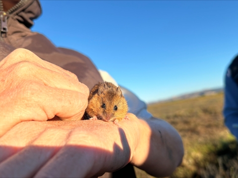 A small brown mouse on a hand
