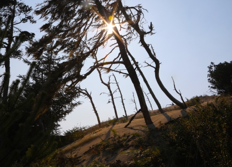Trees growing out of sand with a blue sky and the sun behind them