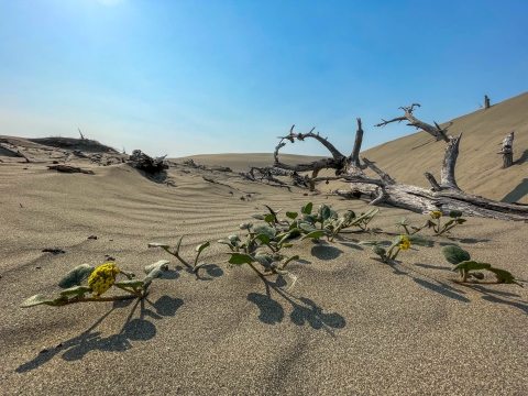 A low vine-like plant with small yellow flowers and rounded glossy green leaves grows in the sand adjacent to a dead tree half buried in the sand.