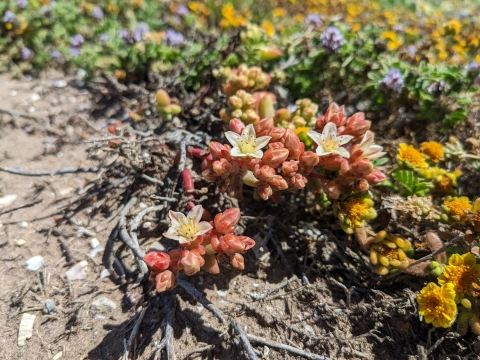 Clusters of orange, yellow and white flowers
