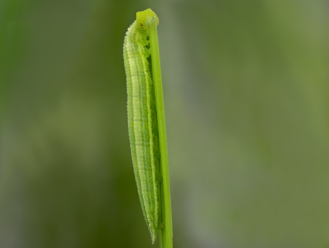 Mitchell's satyr caterpillar