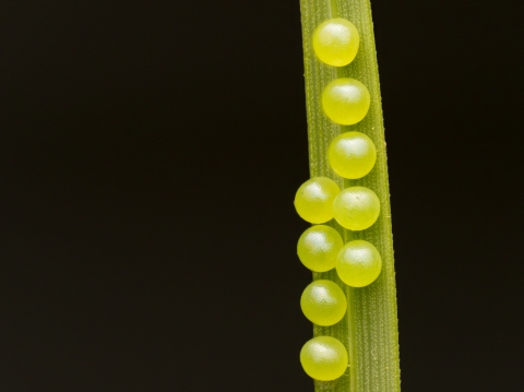 Mitchell's satyr eggs on a plant
