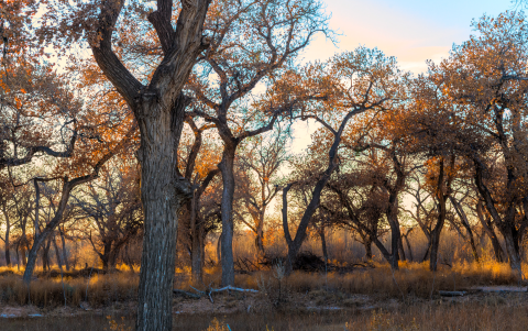 A forest with trees in the fall