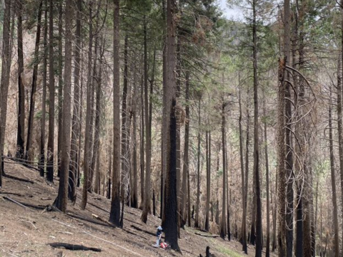 A person stands amongst burned trees in a forest