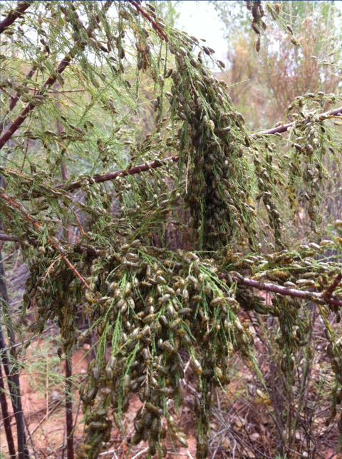 Hordes of beetles cover a plant