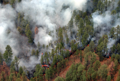 A fire burns in a forest