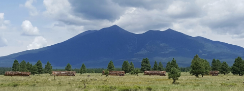 A field with some trees, trailers with logs, and mountains in the background