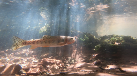 A fish swimming underwater