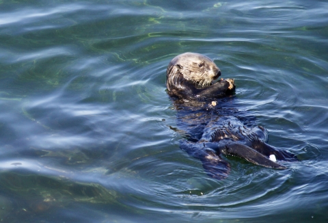 A sea otter floating in water eating a snack