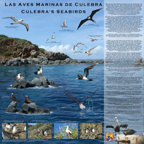 Interpretive panel showcasing images and information about the various seabird species found in Culebra National Wildlife Refuge.