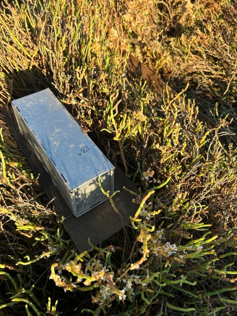A silver box surrounded by green plants