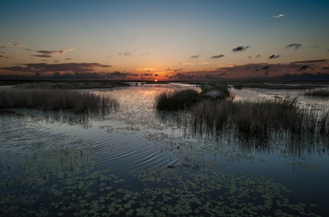 a coastal wetland with various vegetation as the sun sets in the distance