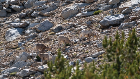 Bighorn sheep seen looking for forage on a rocky mountain slope