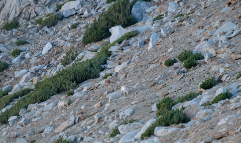 Bighorn sheep looking for forage on a rocky slope