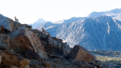 Bighorn sheep on a ridge with large mountains in the background