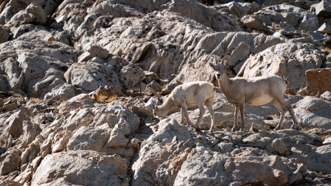 Bighorn sheep in a rocky habitat searching for forage