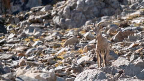 Bighorn sheep with a rocky habitat in the background