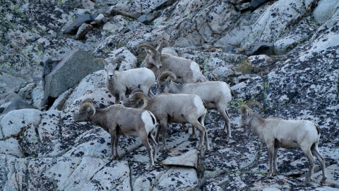 A group of rams standing on granite