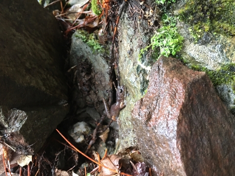 Salamander on wet surface with rocks and moss and green ground plants.