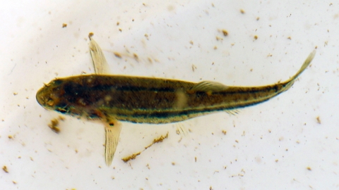 A small brown and black fish