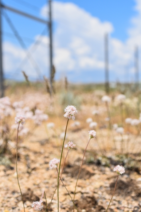 A close up image of a small, pinkish-white flower