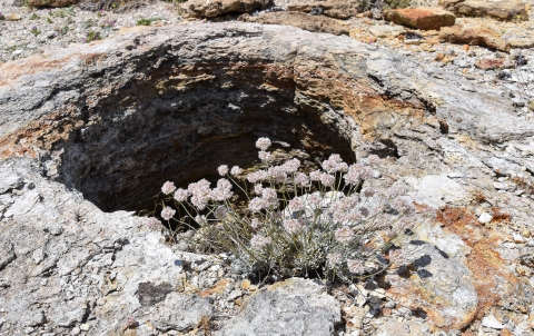 An image of a small, pinkish-white bunch of flowers next to a large, rocky hole in the ground