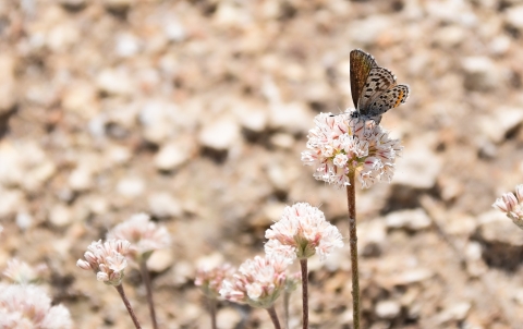 A butterfly is perched on top of a cluster of small, white flowers