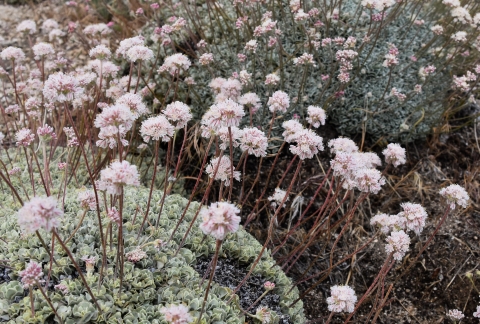 Multiple clusters of small, pinkish-white flowers