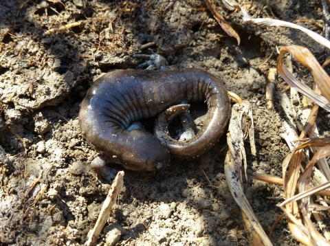 A streamside salamander